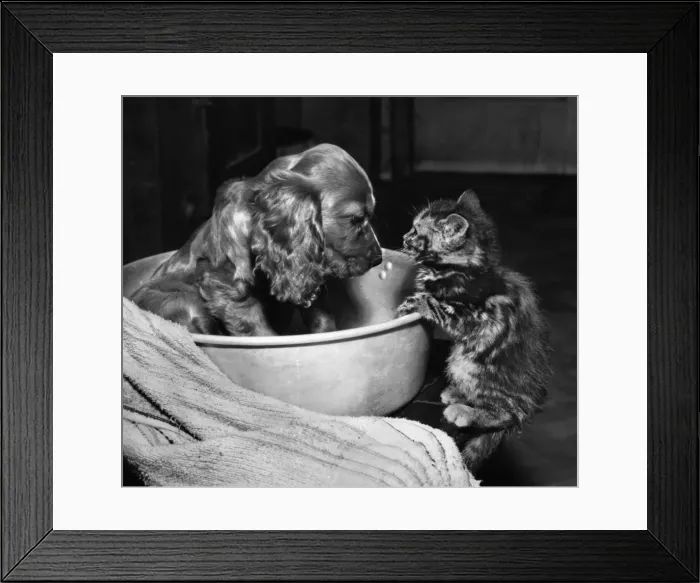 Framed Print : Susi - with kitten, bowl and towel Framed Print : Susi - with kitten, bowl and towel