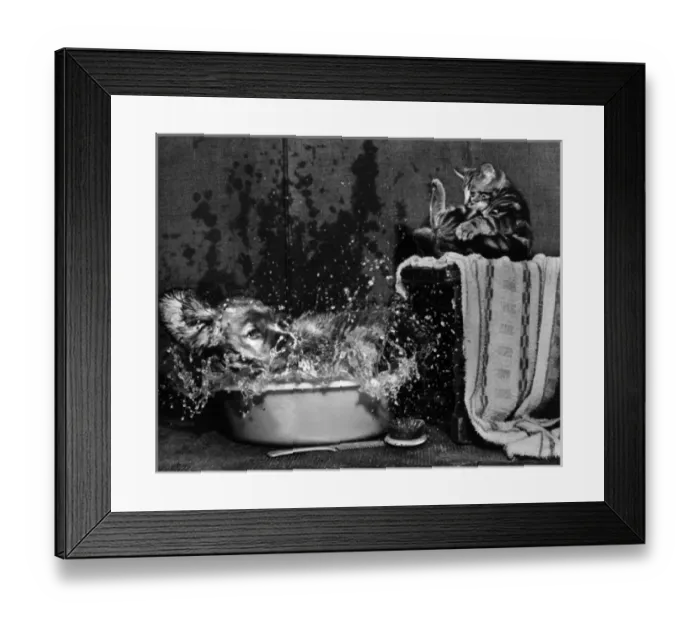 Framed Print : Susi - splashing about in a plastic bowl Framed Print : Susi - splashing about in a plastic bowl