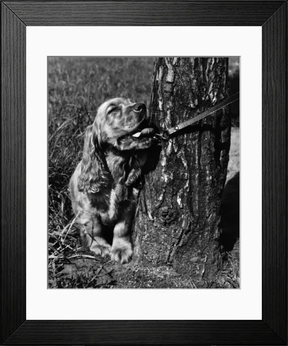 Framed Print : Susi - on lead, by tree trunk Framed Print : Susi - on lead, by tree trunk