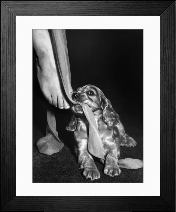 Framed Print : Susi - ruining Mums stockings Framed Print : Susi - ruining Mums stockings