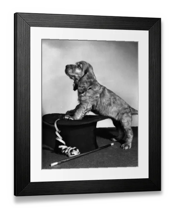 Framed Print : Susi - with magicians hat Framed Print : Susi - with magicians hat