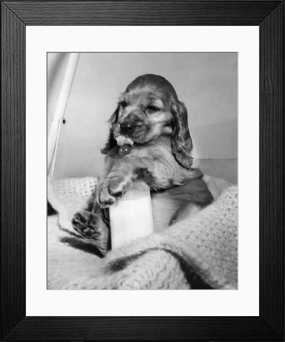 Framed Print : Susi - drinking babys milk Framed Print : Susi - drinking babys milk