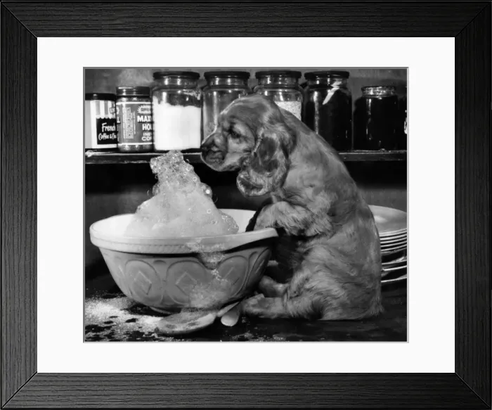 Framed Print : Susi - with baking bowl Framed Print : Susi - with baking bowl
