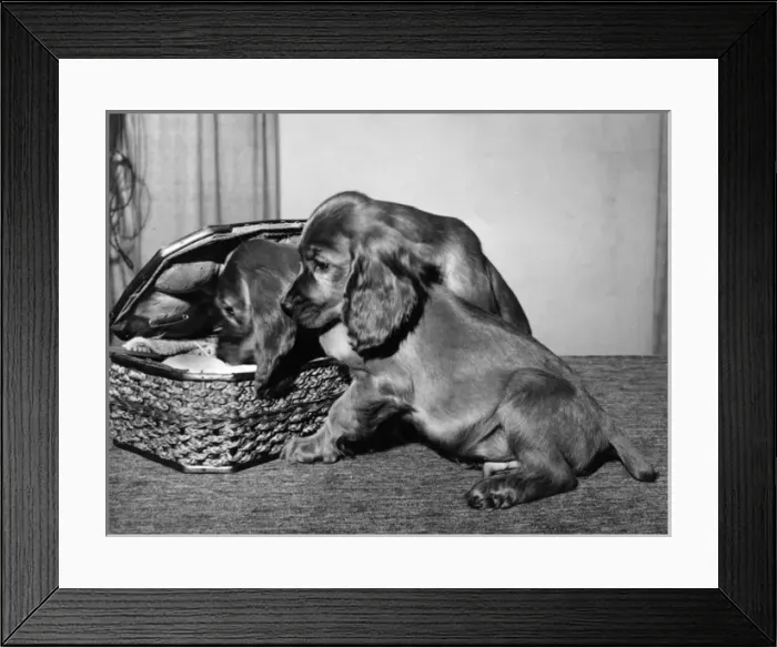 Framed Print : Susi - with sewing basket Framed Print : Susi - with sewing basket