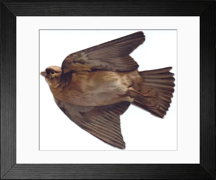 Framed Print : Flying sparrow on a bird-shaped greetings card