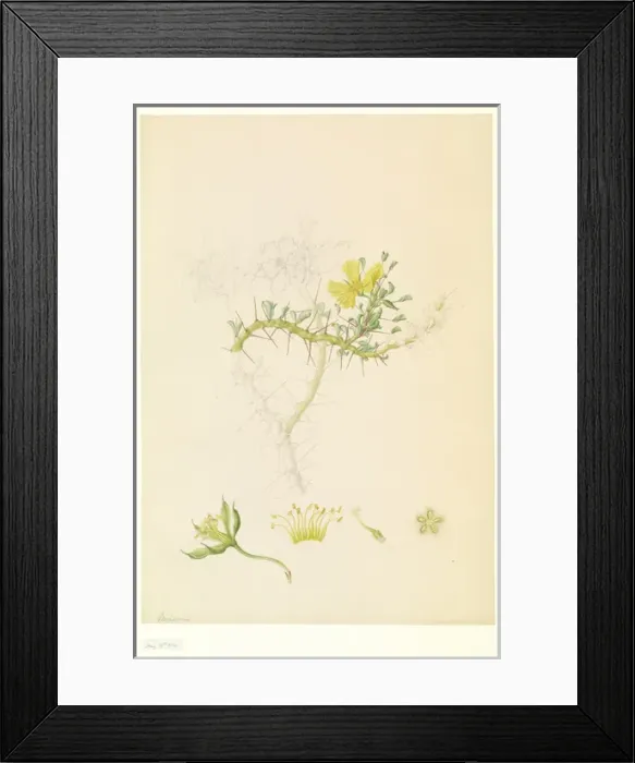 Framed Print : Monsonia sp Framed Print : Monsonia sp