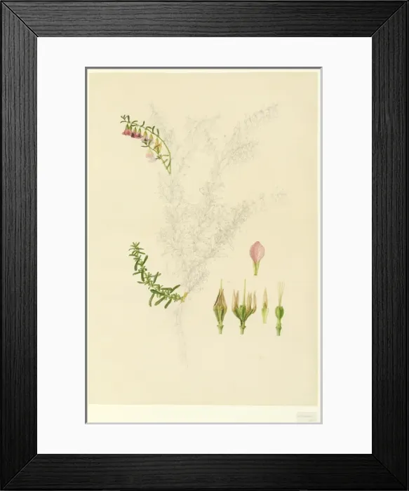 Framed Print : Hermannia sp Framed Print : Hermannia sp