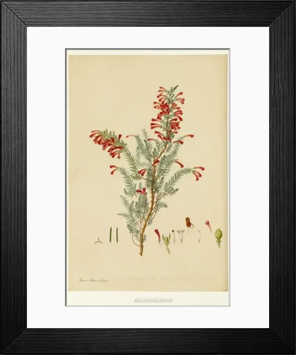 Framed Print : Erica cluerta Framed Print : Erica cluerta