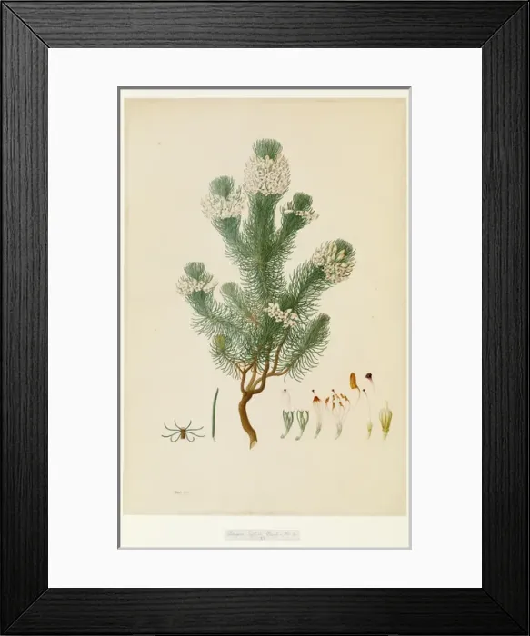 Framed Print : Ericaceae - Illustration from Delineation of exotic plants cultivated in Framed Print : Ericaceae - Illustration from Delineation of exotic plants cultivated in
