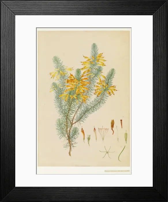 Framed Print : Ericaceae - Illustration from Delineation of exotic plants cultivated in Framed Print : Ericaceae - Illustration from Delineation of exotic plants cultivated in