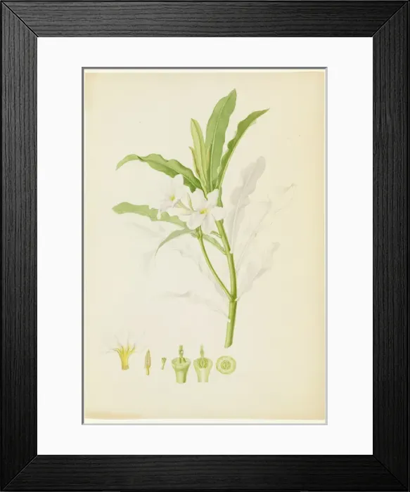 Framed Print : Plumeria sp. lei flower Framed Print : Plumeria sp. lei flower