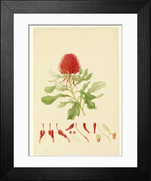 Framed Print : Telopea speciosissima, waratah Framed Print : Telopea speciosissima, waratah