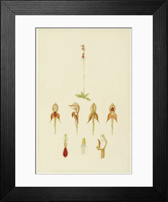 Framed Print : Pterostylis rufa, rusty hood Framed Print : Pterostylis rufa, rusty hood