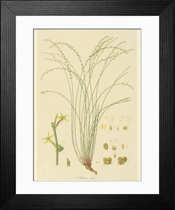 Framed Print : Stackhousia viminea, slender stackhousia