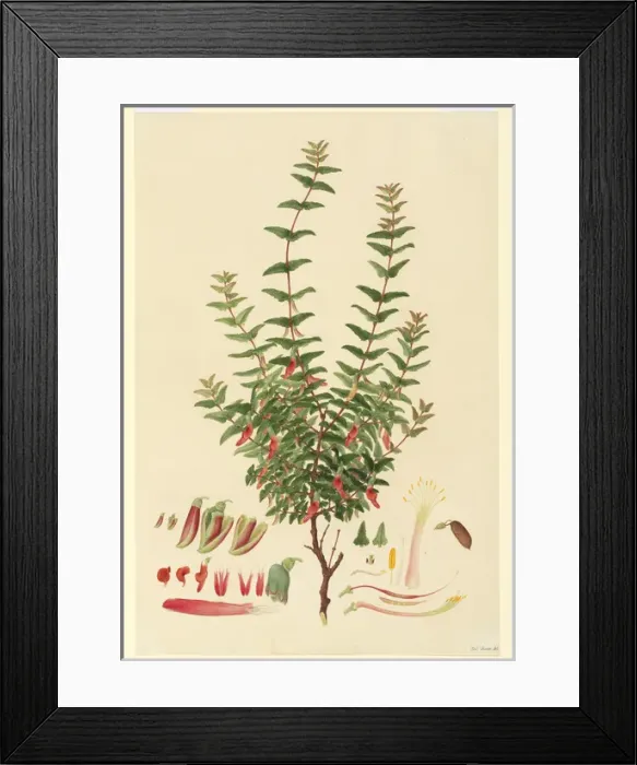 Framed Print : Macrotropis formosa Framed Print : Macrotropis formosa