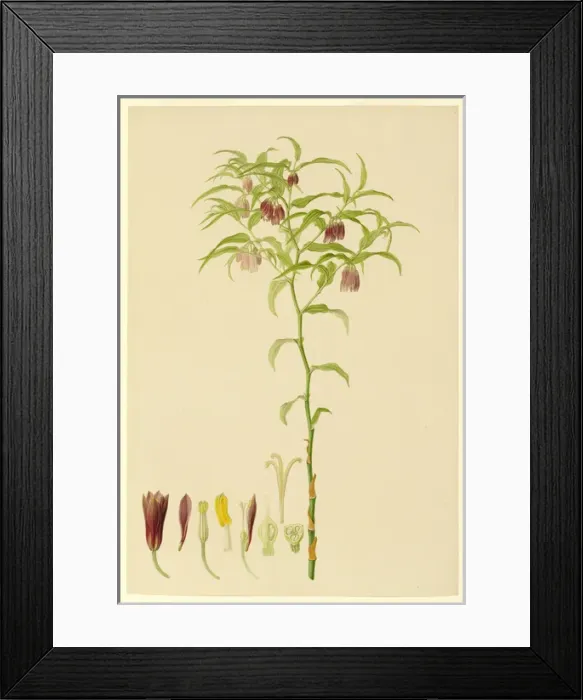 Framed Print : Plate 162 - Illustration from Delineation of exotic plants cultivated in Framed Print : Plate 162 - Illustration from Delineation of exotic plants cultivated in