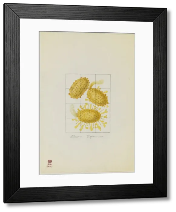 Framed Print : Lilium tingrinum, pollen Framed Print : Lilium tingrinum, pollen