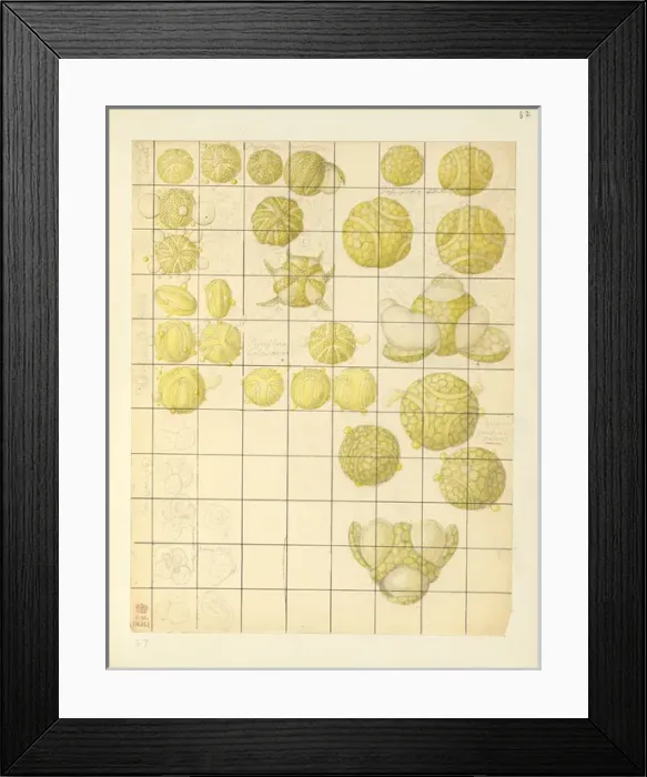 Framed Print : Angiosperm pollen Framed Print : Angiosperm pollen