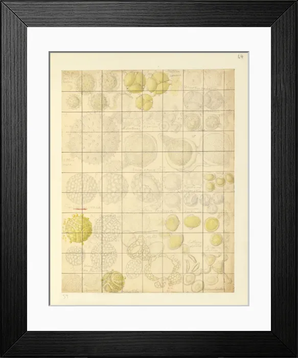 Framed Print : Passiflora sp. Passion flower pollen Framed Print : Passiflora sp. Passion flower pollen