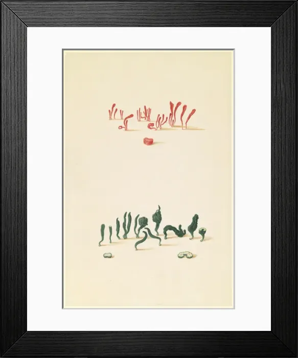 Framed Print : Clavulinopsis miniata Framed Print : Clavulinopsis miniata