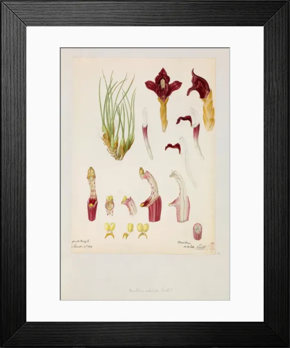 Framed Print : Maxillaria subulata Framed Print : Maxillaria subulata