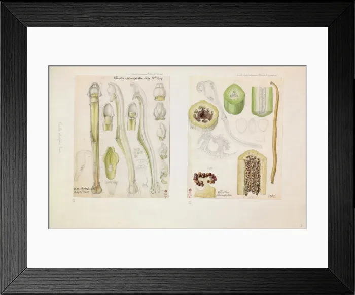 Framed Print : Vanilla planifolia, Vanilla Framed Print : Vanilla planifolia, Vanilla