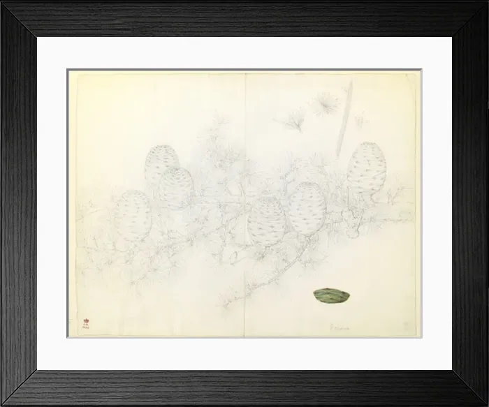 Framed Print : Cedrus libani, Cedar of Lebanon Framed Print : Cedrus libani, Cedar of Lebanon