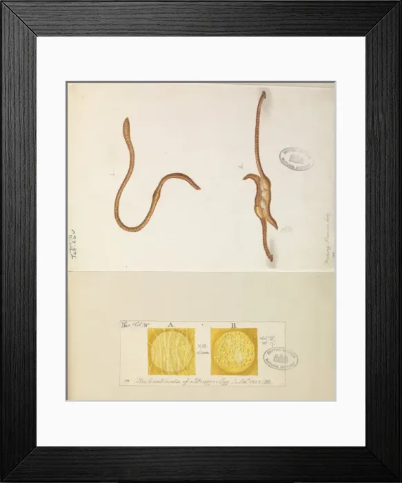 Framed Print : Lumbricus lumbricus, Earth worms copulating Framed Print : Lumbricus lumbricus, Earth worms copulating