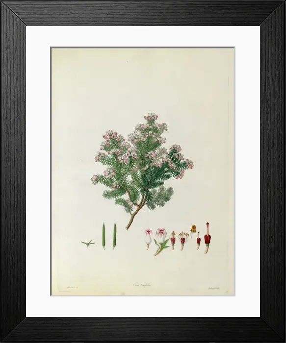 Framed Print : Erica taxifolia Framed Print : Erica taxifolia