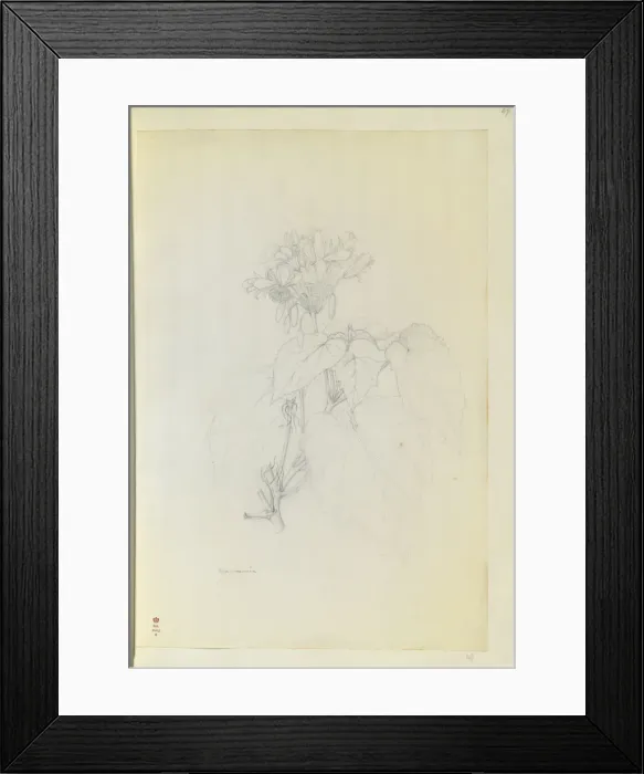 Framed Print : Sparmannia africana, African linden Framed Print : Sparmannia africana, African linden