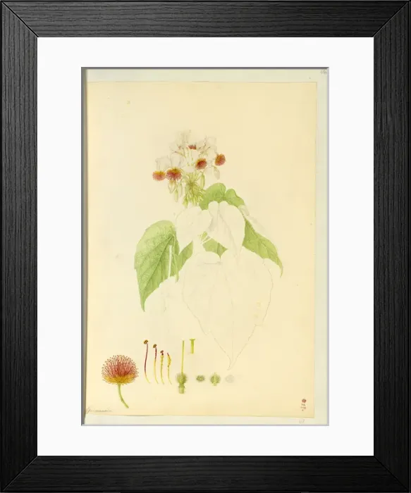 Framed Print : Sparmannia africana, African linden Framed Print : Sparmannia africana, African linden