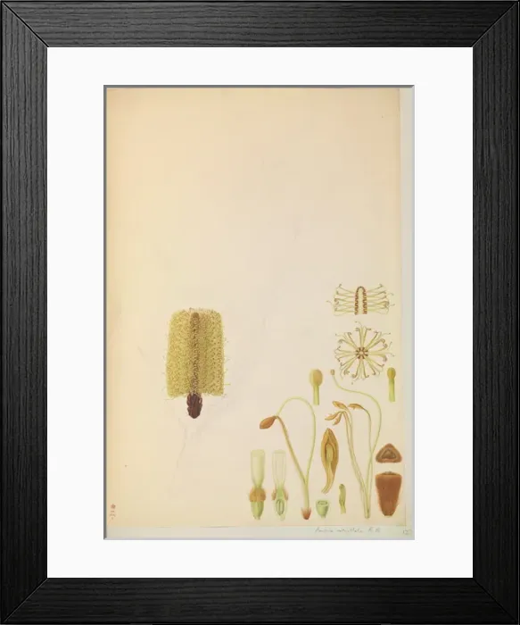 Framed Print : Banksia sp Framed Print : Banksia sp