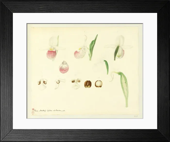 Framed Print : Cypripedium reginae Framed Print : Cypripedium reginae