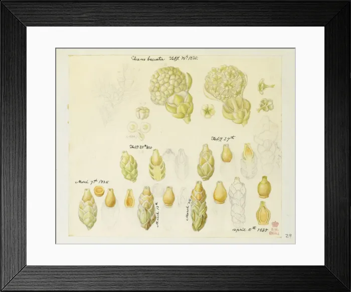 Framed Print : Taxus melanosporum, Yew Framed Print : Taxus melanosporum, Yew
