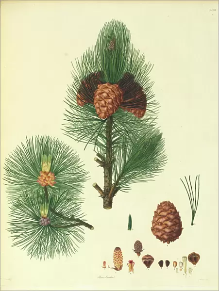 Pinus cembra, Arolla pine