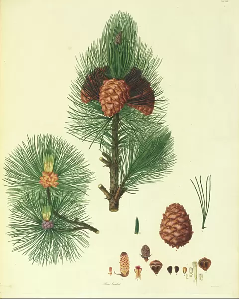Pinus cembra, Arolla pine