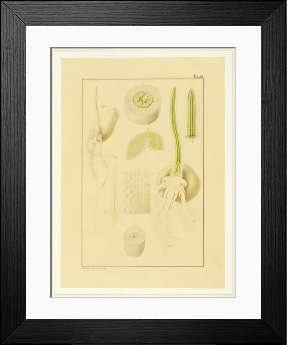 Framed Print : Triticum aestivum, Wheat Framed Print : Triticum aestivum, Wheat