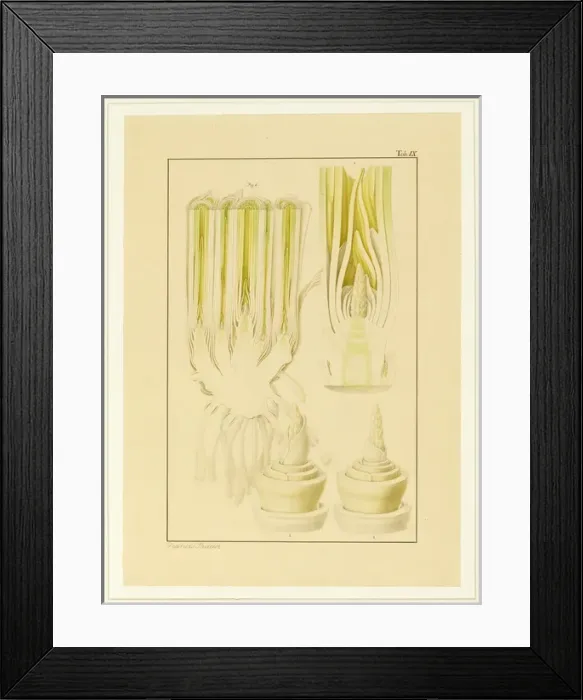 Framed Print : Triticum aestivum, Wheat Framed Print : Triticum aestivum, Wheat