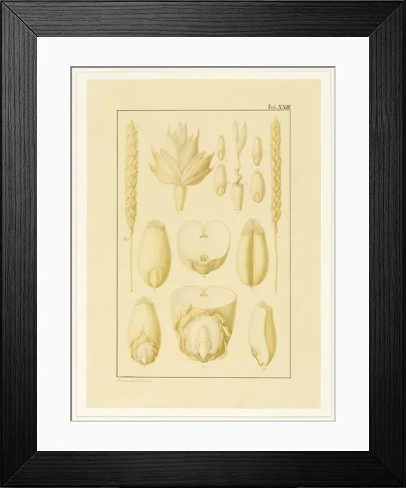 Framed Print : Triticum aestivum, Wheat Framed Print : Triticum aestivum, Wheat