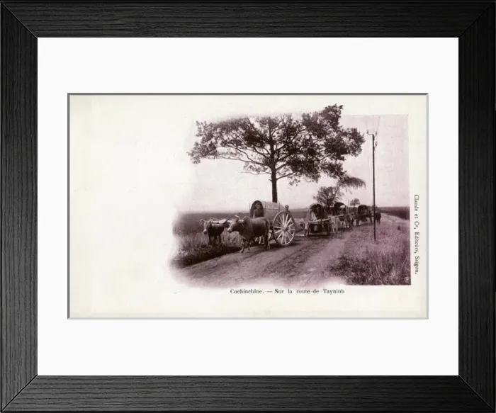 Framed Print : Traditional Ox wagons on the Road to Tay Ninh, Vietnam Framed Print : Traditional Ox wagons on the Road to Tay Ninh, Vietnam