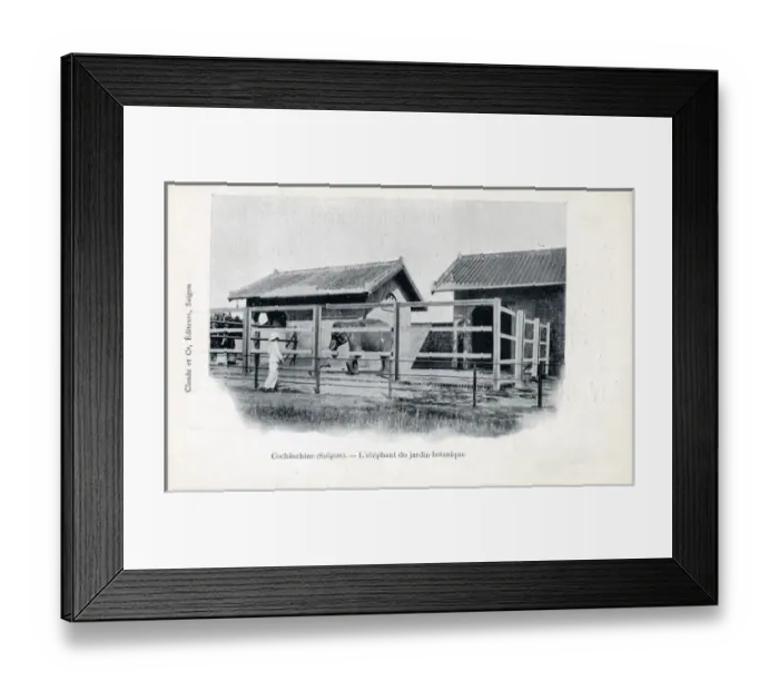 Framed Print : Captive Elephant at the Botanical Gardens, Saigon, Vietnam Framed Print : Captive Elephant at the Botanical Gardens, Saigon, Vietnam