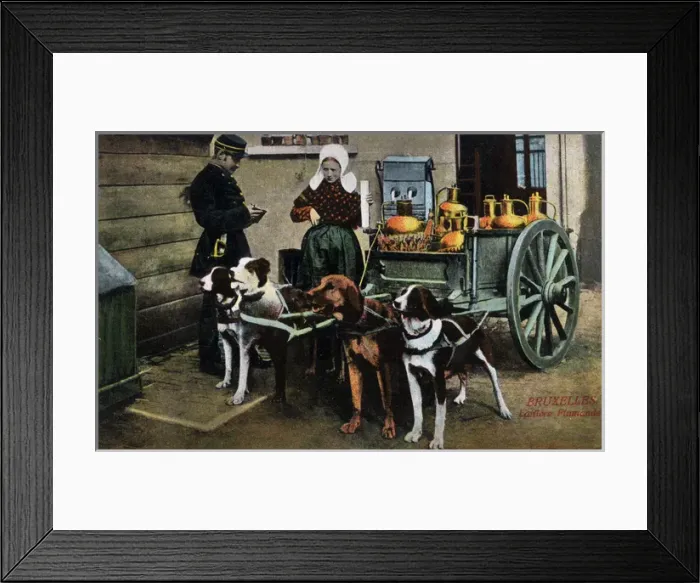 Framed Print : Dog-drawn Milk Cart - Brussels, Belgium Framed Print : Dog-drawn Milk Cart - Brussels, Belgium