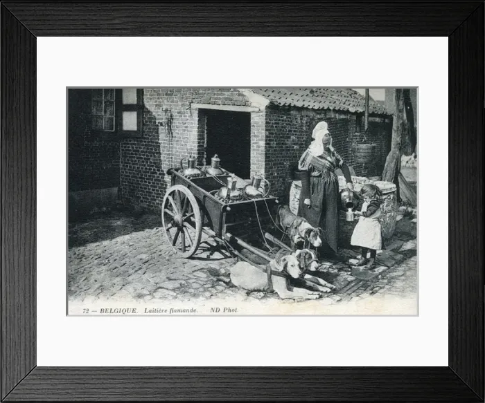 Framed Print : Belgium - Flemish Milkmaid - Dog-drawn milk cart Framed Print : Belgium - Flemish Milkmaid - Dog-drawn milk cart