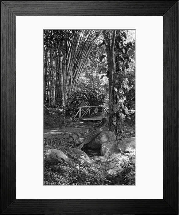 Framed Print : Walk near Government Cottage, Seychelles Framed Print : Walk near Government Cottage, Seychelles