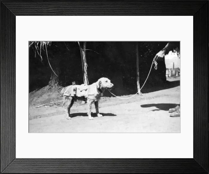 Framed Print : Ambulance dog at Maktau Camp, Kenya, WW1 Framed Print : Ambulance dog at Maktau Camp, Kenya, WW1