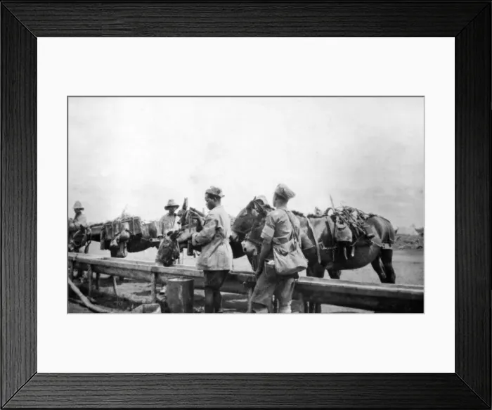 Framed Print : Mule transport for supplies, East Africa, WW1 Framed Print : Mule transport for supplies, East Africa, WW1