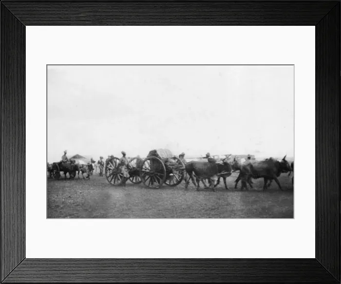 Framed Print : Ox transport carrying supplies, East Africa, WW1 Framed Print : Ox transport carrying supplies, East Africa, WW1