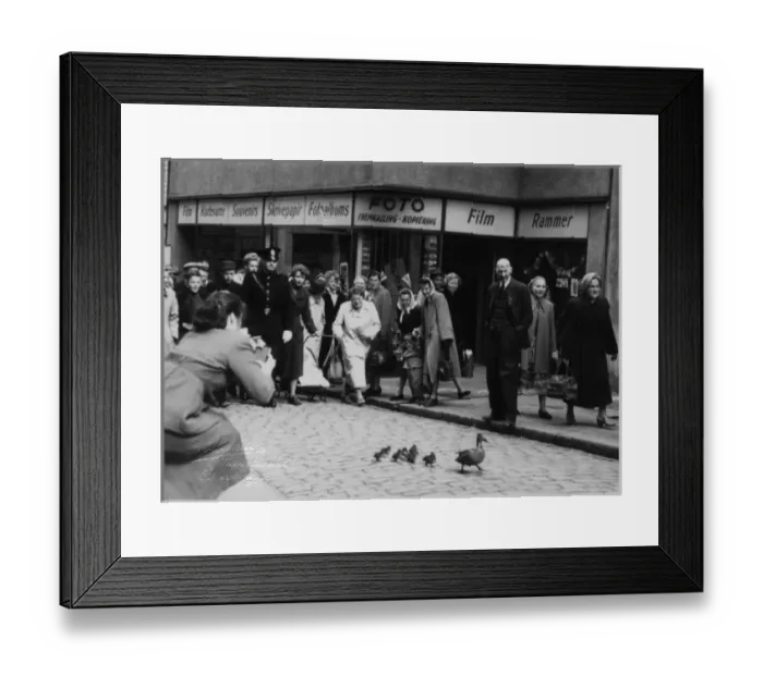 Framed Print : Stavanger, Norway - A family of ducks get a police escort Framed Print : Stavanger, Norway - A family of ducks get a police escort