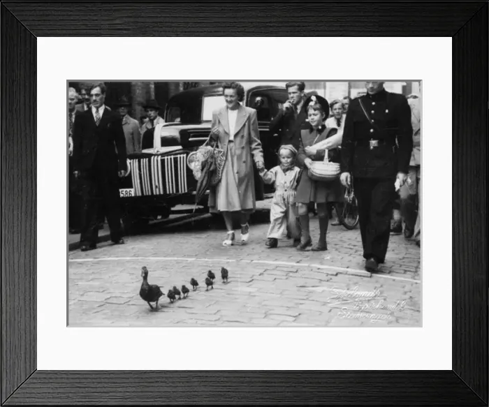 Framed Print : Stavanger, Norway - A family of ducks get a police escort Framed Print : Stavanger, Norway - A family of ducks get a police escort