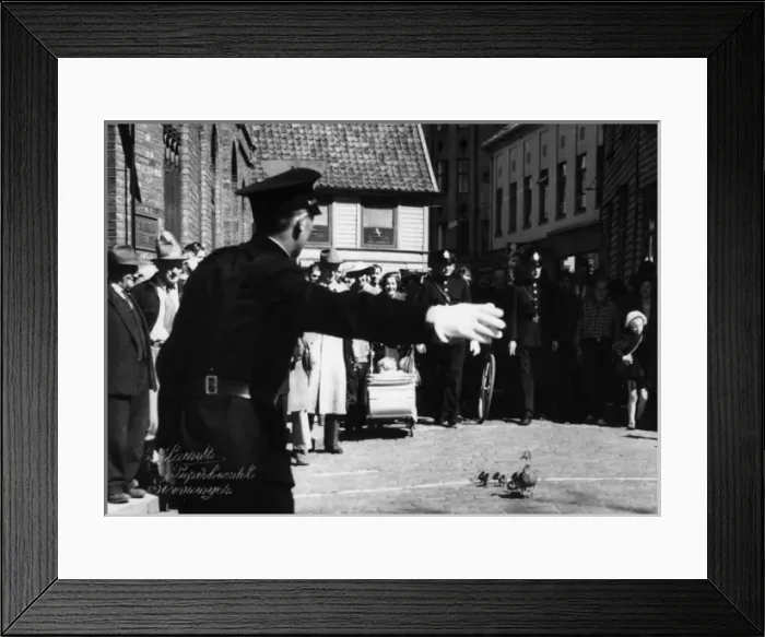 Framed Print : Stavanger, Norway - A family of ducks get a police escort Framed Print : Stavanger, Norway - A family of ducks get a police escort